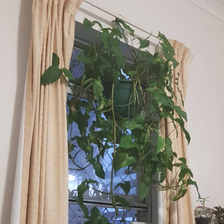 Plant image Syngonium podophyllum 'Albo Variegatum'