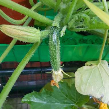 Courgette 'Contender'