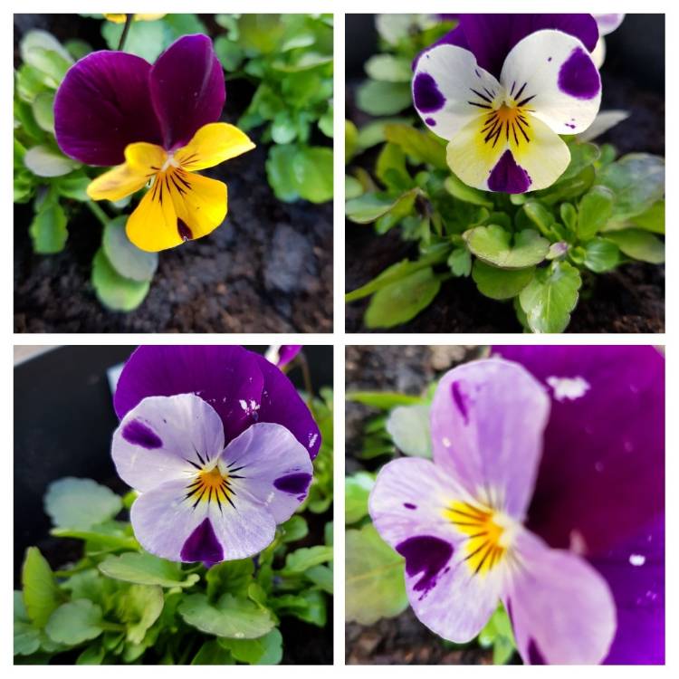 Plant image Viola x cornuta 'Sorbet Orange Duet'