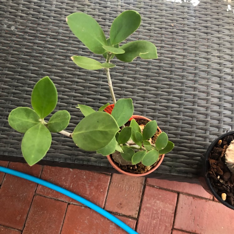 Plant image Hydnophytum moseleyanum