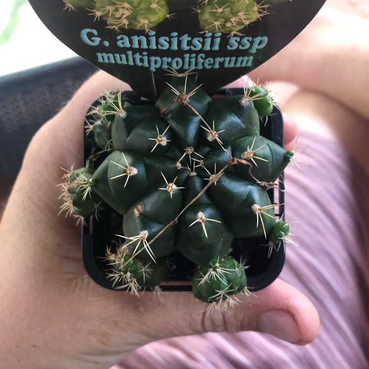 Plant image Gymnocalycium anisitsii subs. multiproliferum