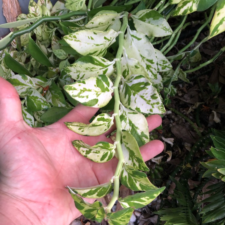 Plant image Euphorbia tithymaloides ‘Variegatus'

