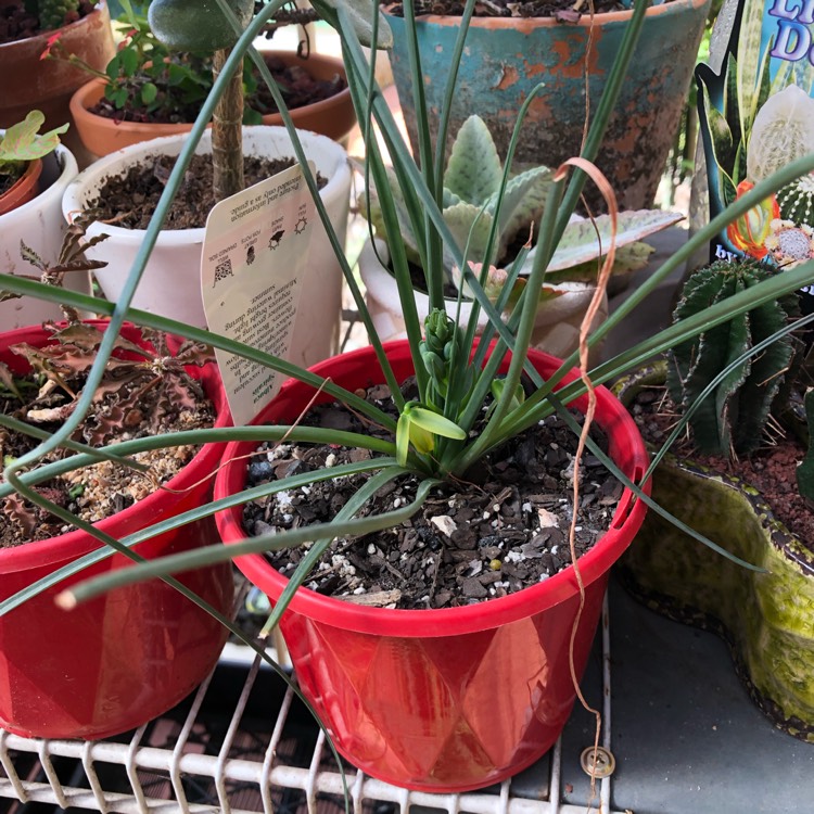 Plant image Albuca Spiralis 