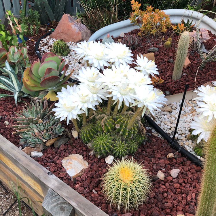 Plant image Echinopsis calochlora