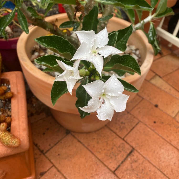 Plant image Pachypodium Saundersii