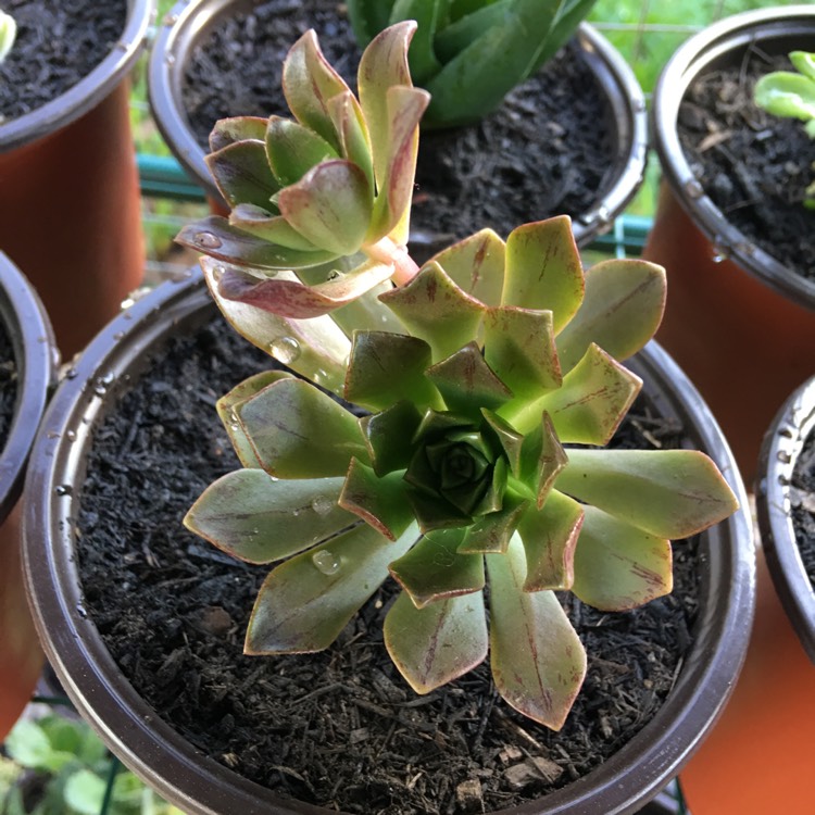 Plant image Aeonium Bronze Medal