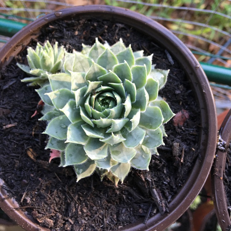 Plant image Sempervivum Blue Boy