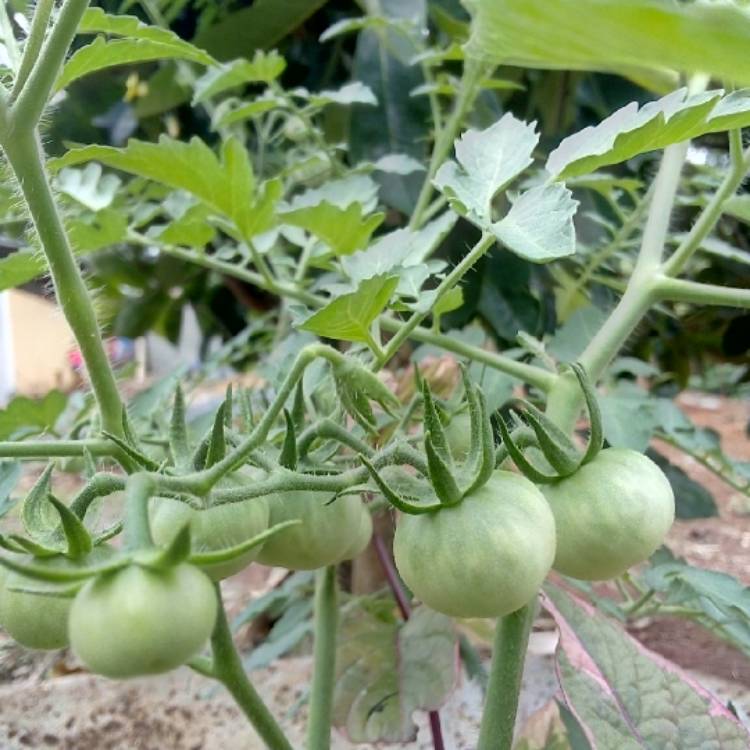 Plant image Solanum lycopersicum 'Better Boy'