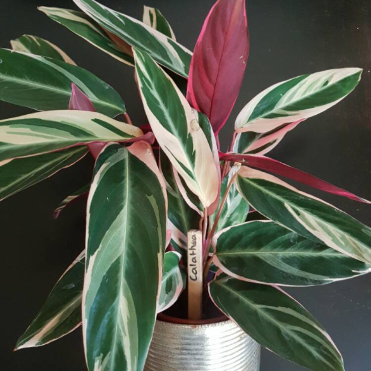 Stromanthe sanguinea ‘Triostar’, Calathea Triostar - uploaded by ...