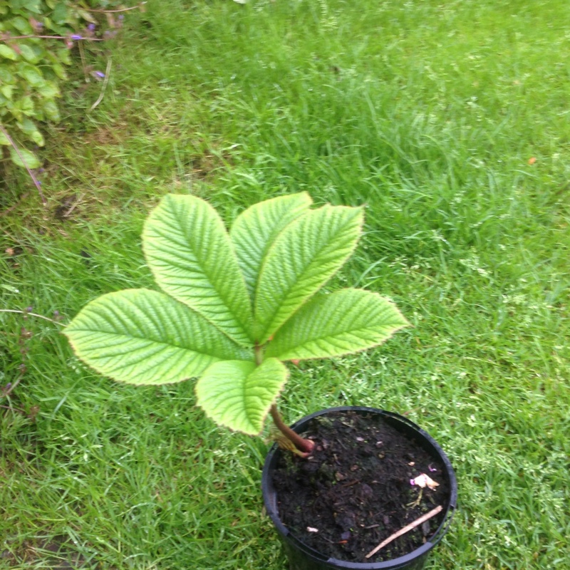 Plant image Rodgersia pinnata 'Superba'