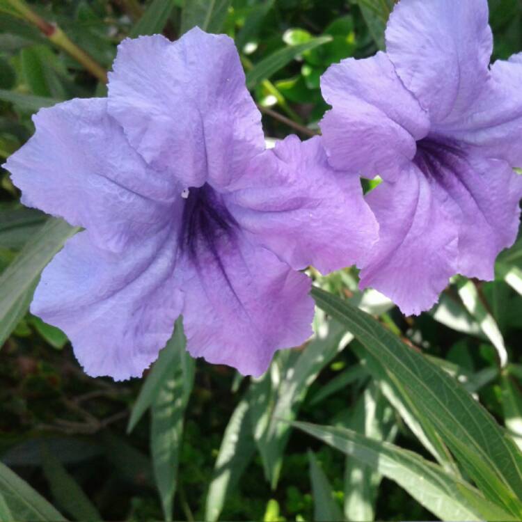 Plant image Ruellia brittoniana 'Purple Showers'