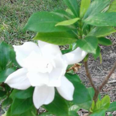 Gardenia