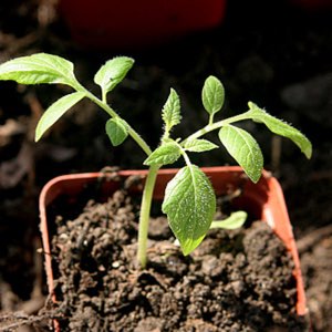 Tomato 'Cherry Sweet Bite' (Cherry Tomato)