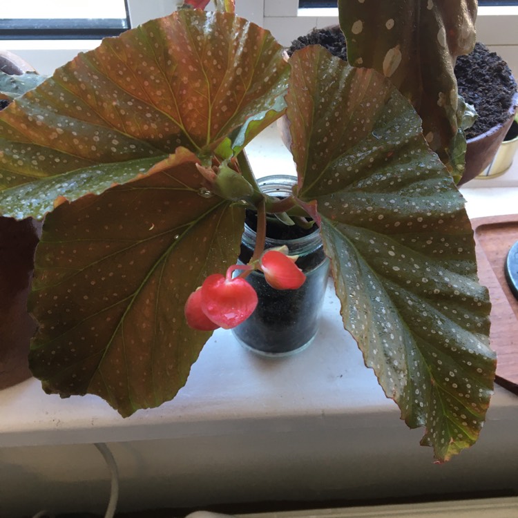 Plant image Begonia maculata 'Raddi'