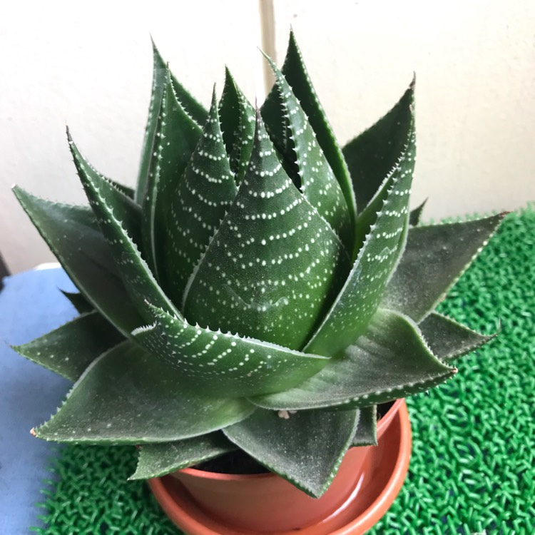 Plant image Aloe 'Cosmo' (Green Pearl)