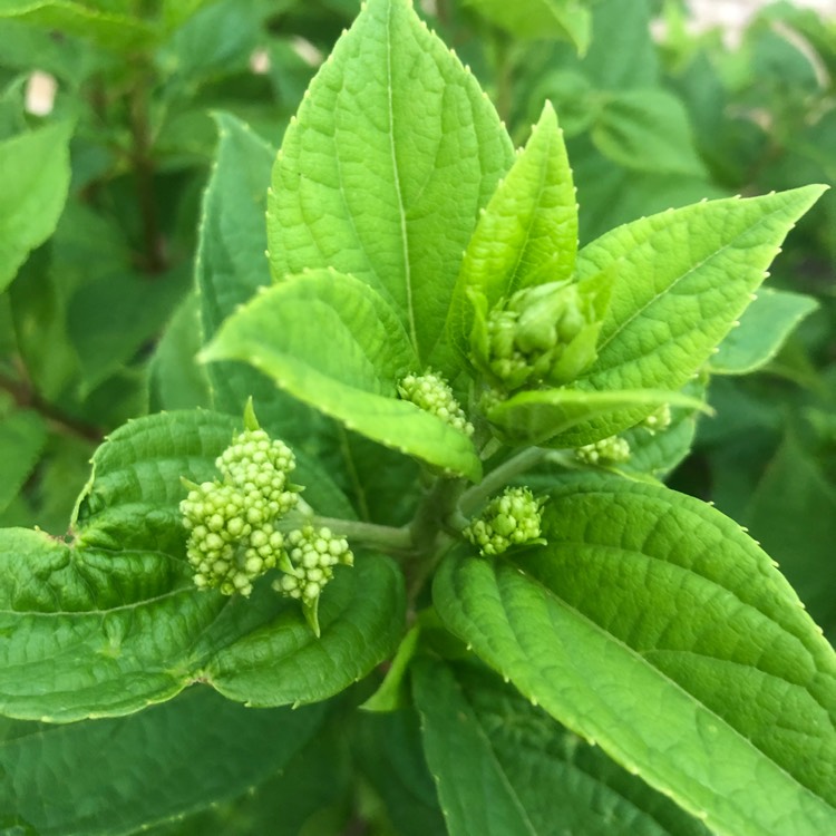 Plant image Hydrangea paniculata 'Jane' syn. Hydrangea paniculata 'Little Lime'