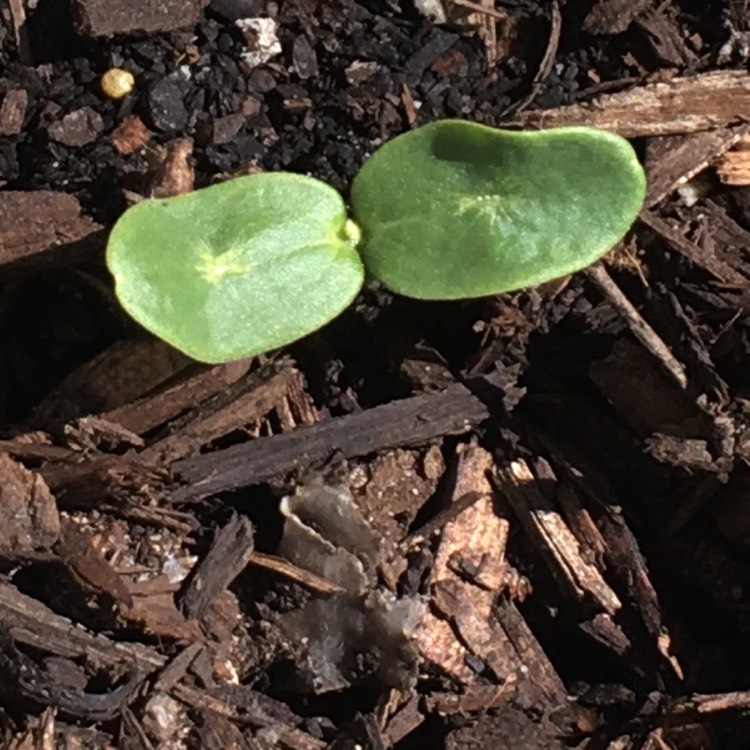 Plant image Cucumis melo var. cantalupensis