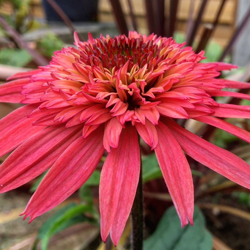 Plant image Echinacea 'Raspberry Truffle'