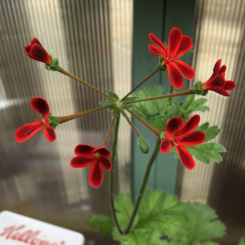 Plant image Pelargonium 'Ardens' syn. Pelargonium x ardens