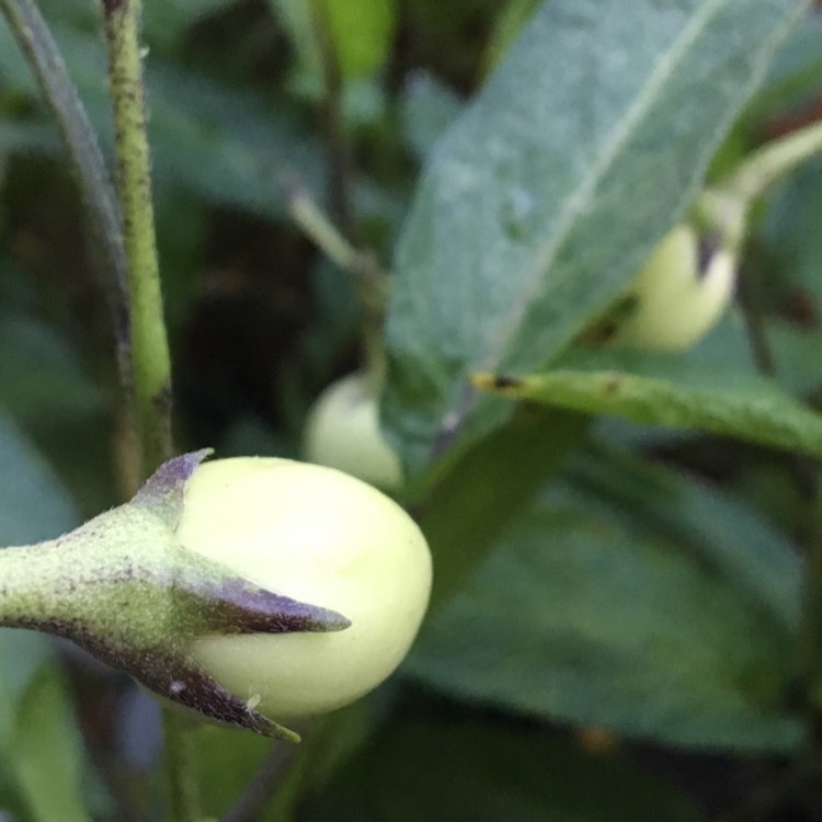 Plant image Solanum Muricatum