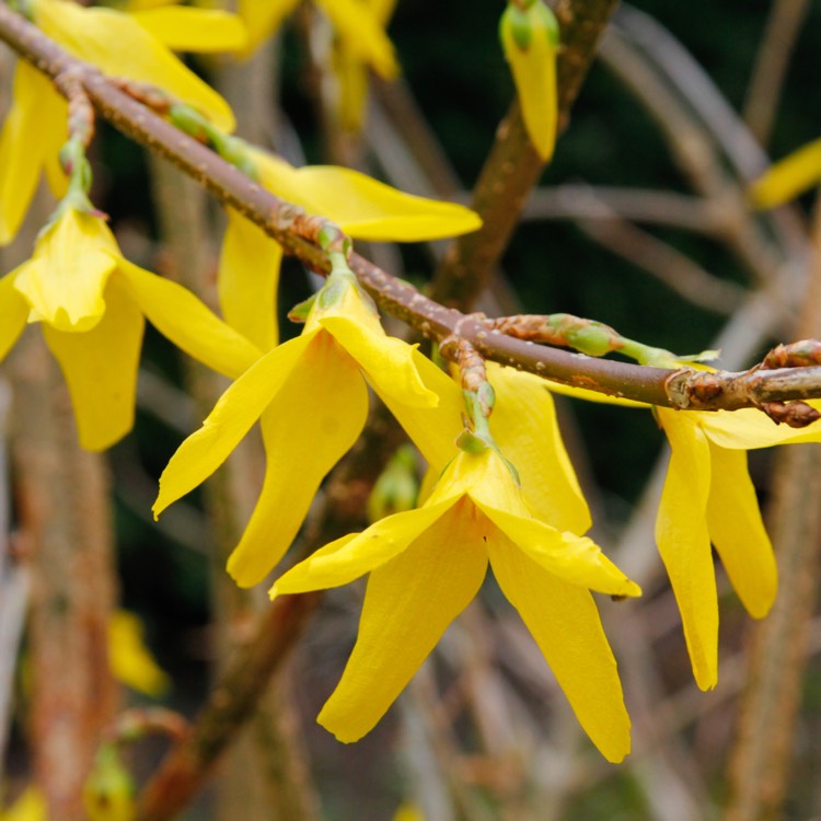 Plant image Forsythia x intermedia 'Beatrix Farrand'