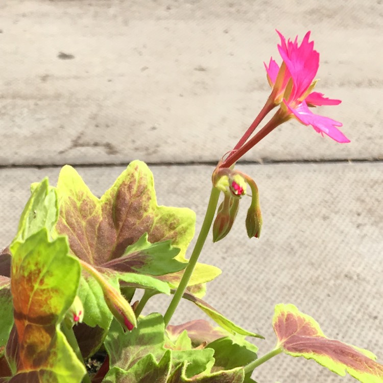 Plant image Pelargonium 'Lotusland'