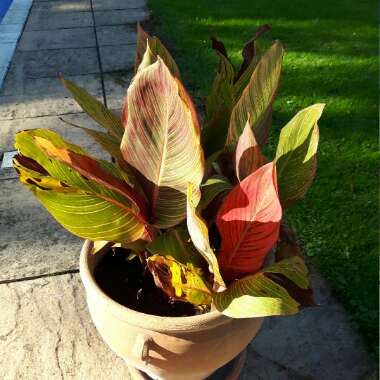 Canna 'Cannova Yellow' (Cannova Series)