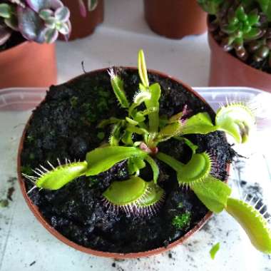 Venus Fly Trap