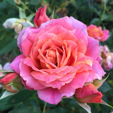 Rosa 'Disneyland' syn. Rosa 'JACmouse'