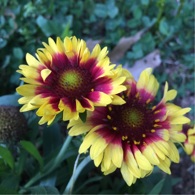 Gaillardia x grandiflora 'Dazzler' syn. Gaillardia 'Dazzler'