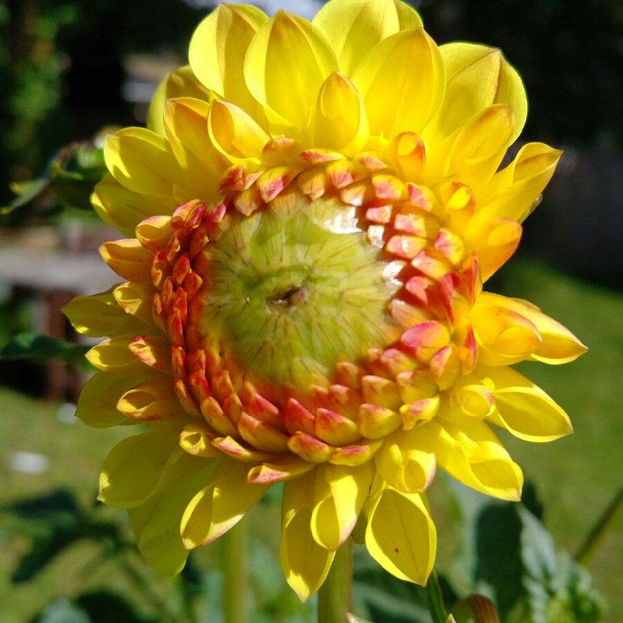 Plant image Dahlia 'Sunny Boy'