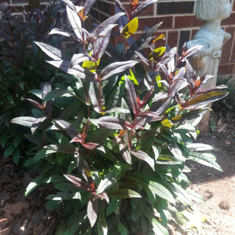 Plant image Penstemon 'Dark Towers'