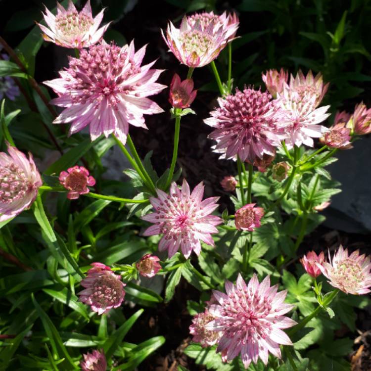 Plant image Astrantia 'Roma' syn. Astrantia major 'Roma'