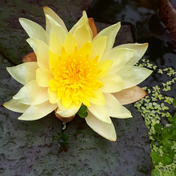 Plant image Nymphaea 'Candida'