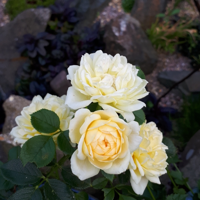 Plant image Rosa 'Lemon Couture'