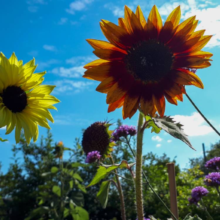 Plant image Helianthus 'SunBelievable™ Brown Eyed Girl'