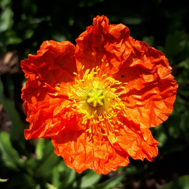 Plant image Papaver nudicaule 'Artist's Glory'