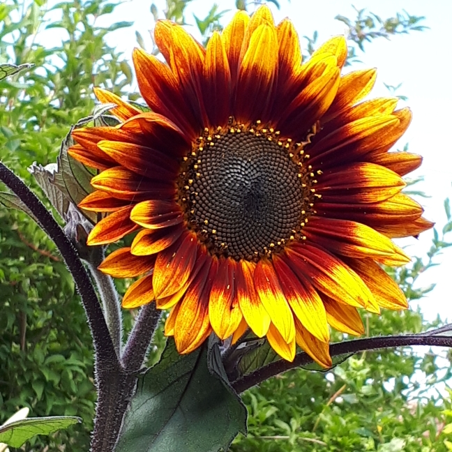 Plant image Helianthus 'SunBelievable™ Brown Eyed Girl'