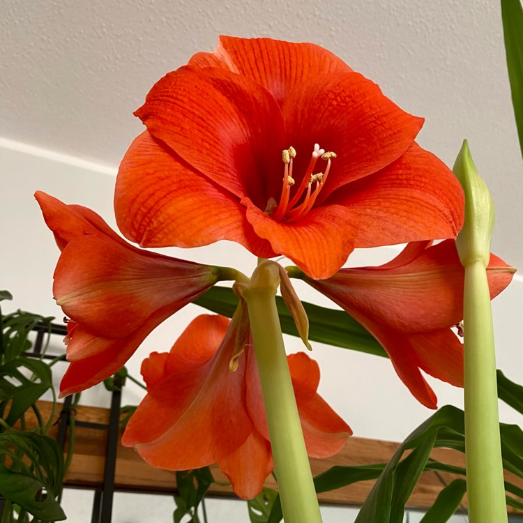 Plant image Hippeastrum (Galaxy Group) 'Orange Souvereign'