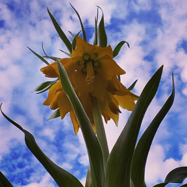 Plant image Fritillaria imperialis 'Lutea'