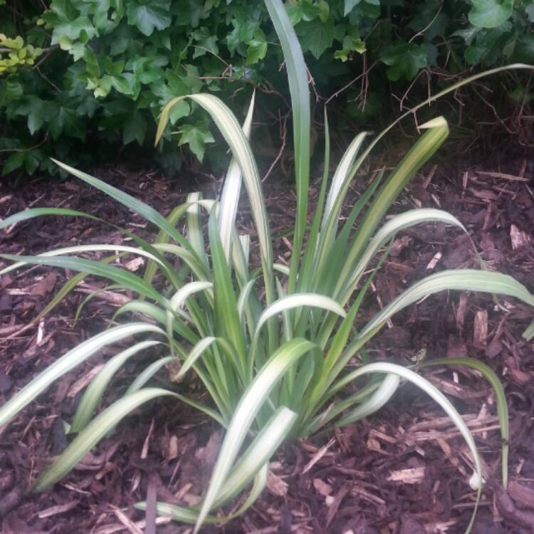 Plant image Phormium 'Yellow Wave'