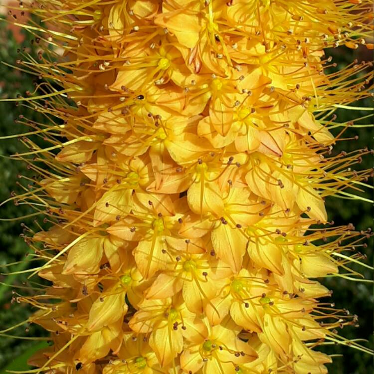 Plant image Eremurus 'Bungei'