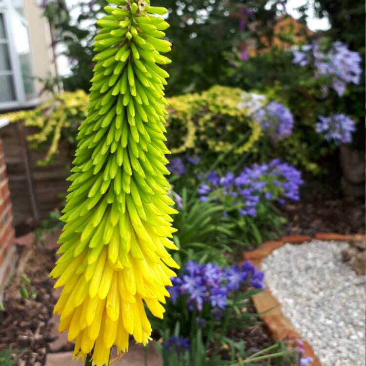 Plant image Kniphofia 'Lemon Popsicle' (Popsicle Series)