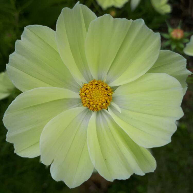 Plant image Cosmos bipinnatus 'Lemonade'