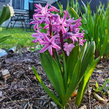 Hyacinthus orientalis 'Purple Sensation'