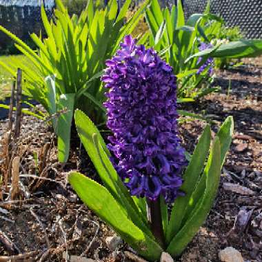 Hyacinthus orientalis 'Purple Sensation'