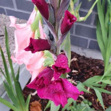 Gladioli