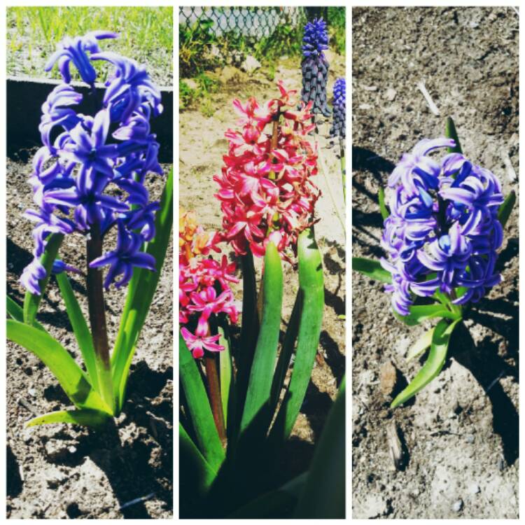 Plant image Hyacinthus orientalis 'Purple Sensation'