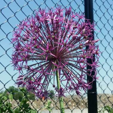 Allium hollandicum 'Purple Sensation' syn. Allium 'Purple Sensation', Allium aflatunense 'Purple Sensation'