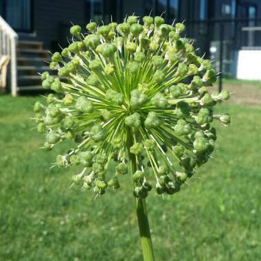 Allium stipitatum 'White Giant'